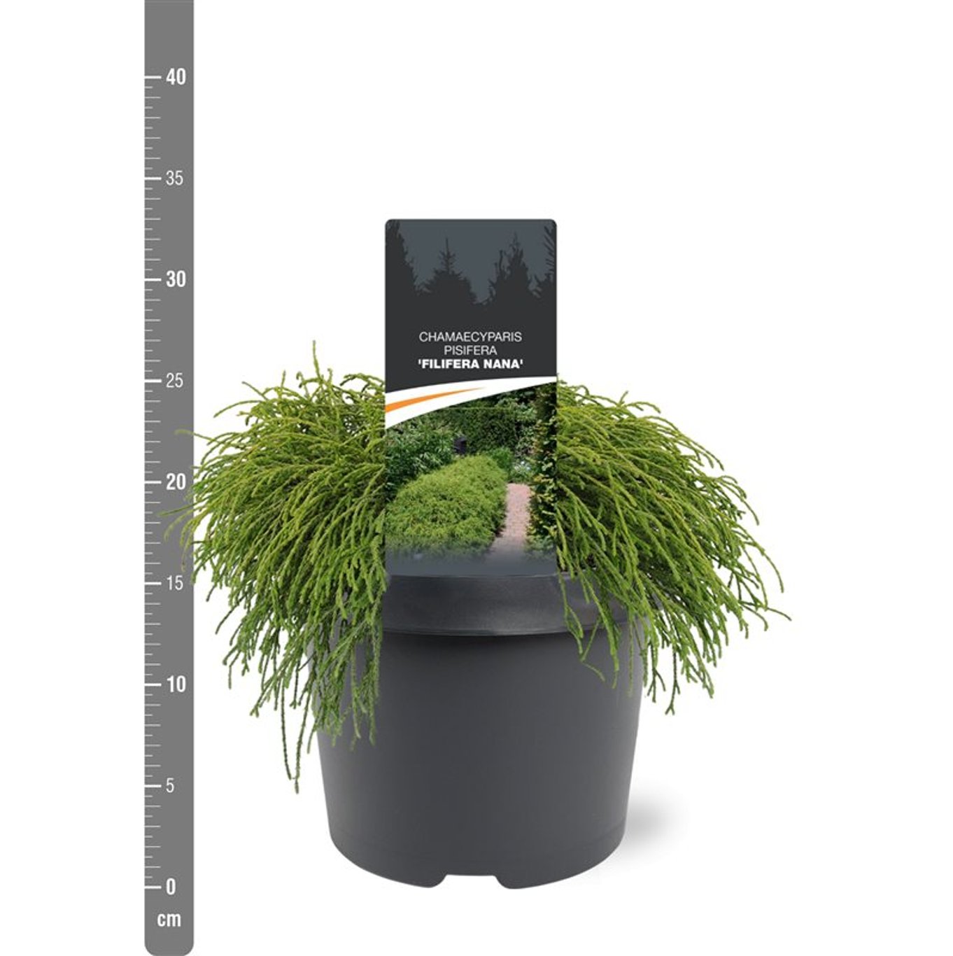 Chamaecyparis p. 'Filifera Nana' - C3 25-30 CM